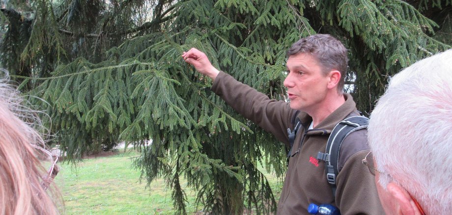 Torsten Roller gibt Erläuterungen zu einem Nadelbaum